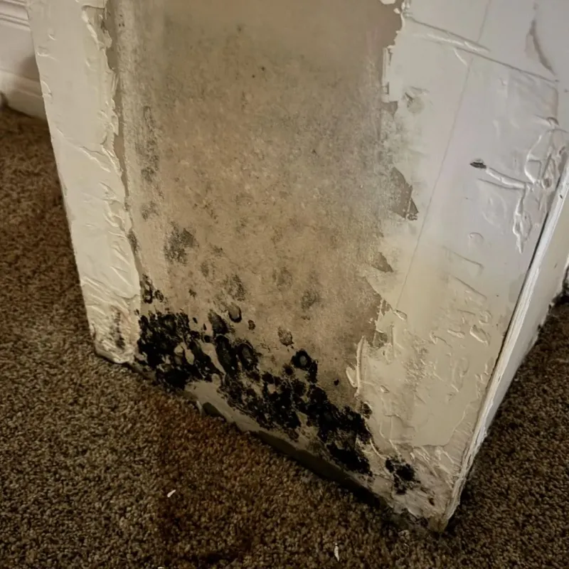 Professional Mold Removal in Custer County, MT
